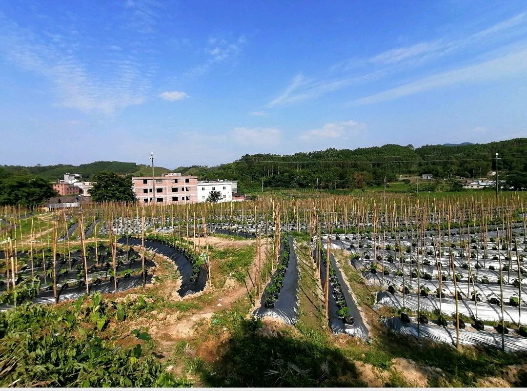 无人机拍摄的丘陵地带葛根种植园,整齐排列的垄沟上覆盖黑色地膜,农民正在田间采收葛根,远处可见堆放的新鲜葛根,土壤湿润,环境生态良好 葛根种植基地航拍图