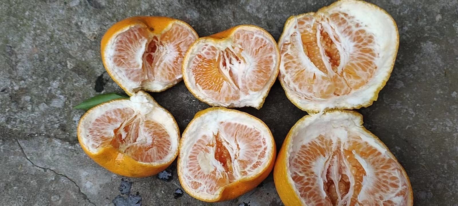 由良蜜桔切面特写
