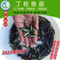 2023新苗优质丁桂鱼鱼苗欧洲丁鱥鱼苗食用观赏鱼