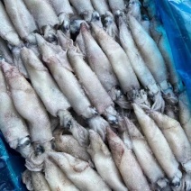 小乌贼
