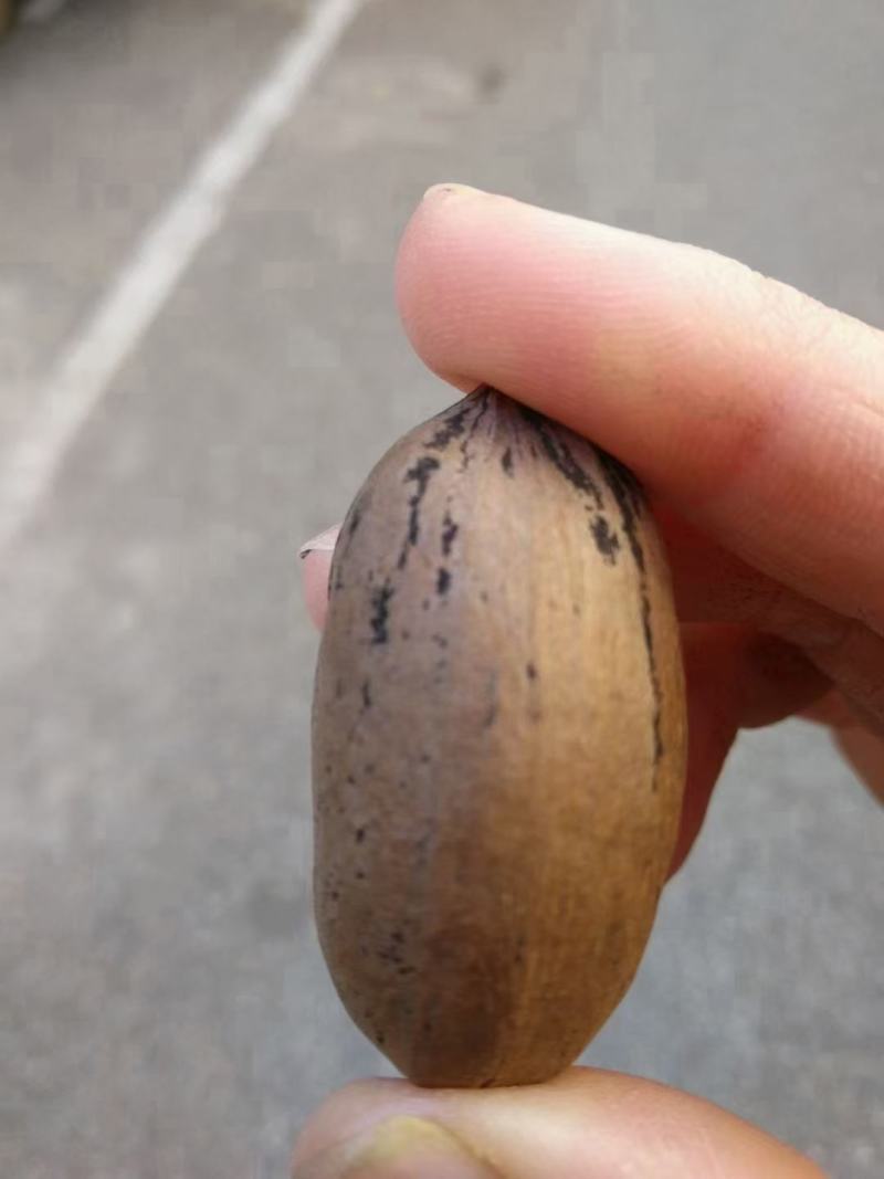 [碧根果批发]云南楚雄牟定县碧根果 54.00元/公斤碧根果 _ 一亩田