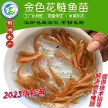 2023新苗金丝大头鱼苗金大头鱼苗金色鳙鱼苗淡水养殖