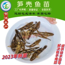 【2023新苗】泰国笋壳鱼苗杂交笋壳鱼苗云斑尖塘鳢