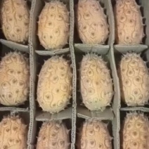火参果.