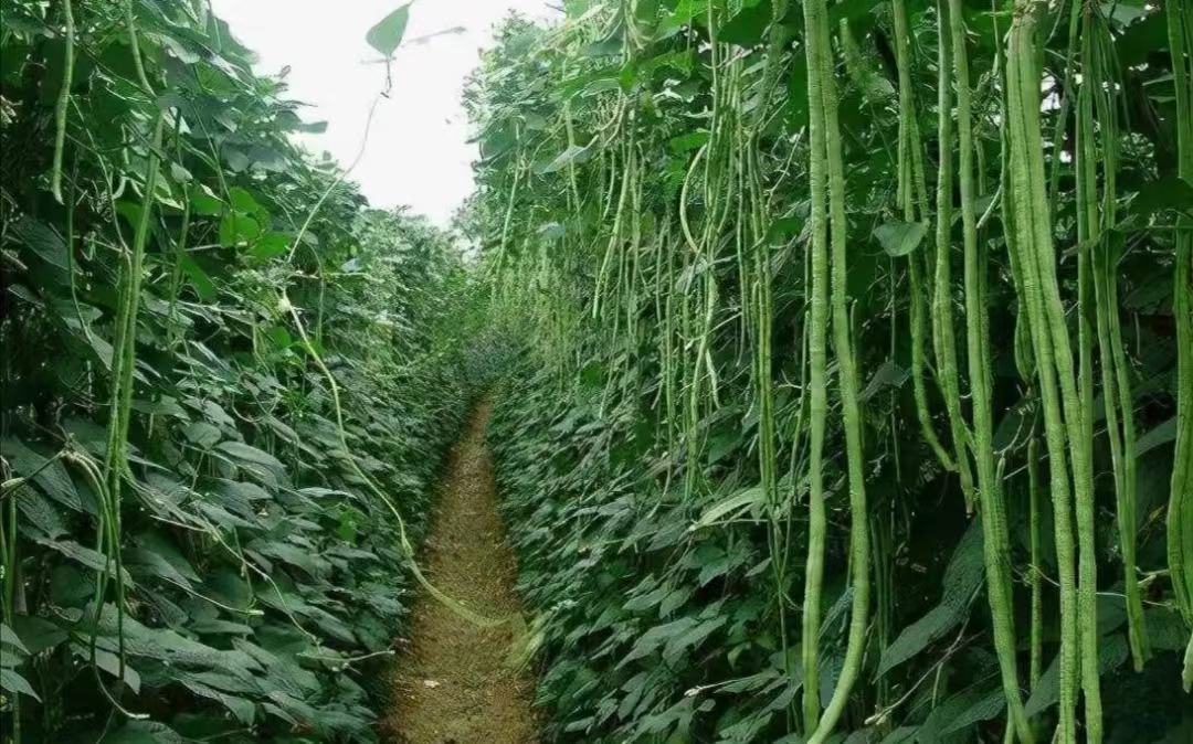 大豆田间管理及叶面喷施作业现场