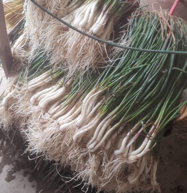 [批发]又白又嫩的荞苗,欢迎来电咨询!价格2.30元/斤 - 一亩田