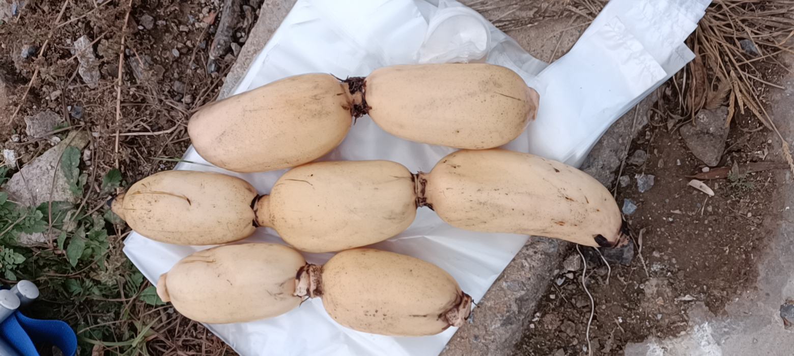 白莲藕整体特写