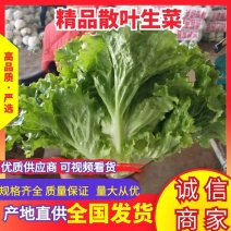 精品散叶生菜，价格低谦，对接商超代发全国各地欢迎来电咨询