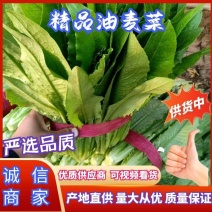 精品油麦菜，价格低谦，产地直供对接商超代发全国各地