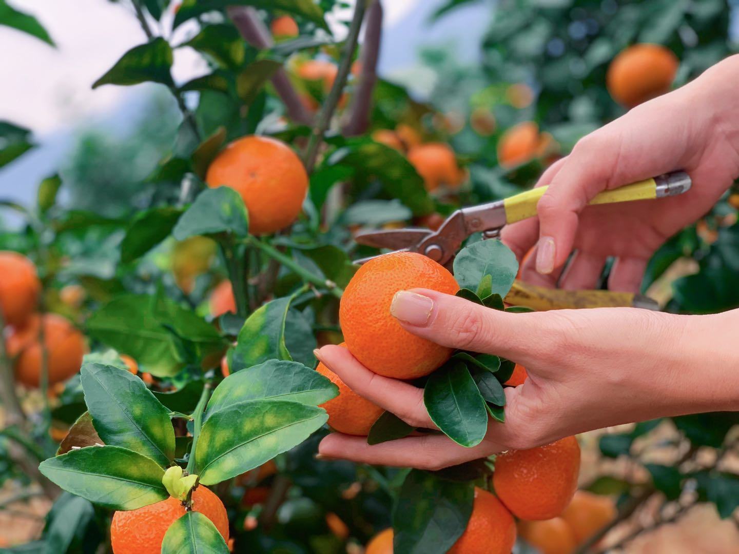农户在沙糖桔果园中采摘果实