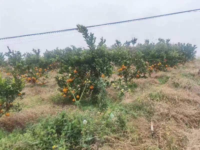 一片成熟的春见耙耙柑果园,金黄色果实挂满枝头,农民正在进行采收作业,地面铺设反光膜以提升果实着色均匀度 春见耙耙柑成熟果园实景