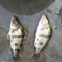 鳜鱼，生态养殖，活饵饲养，塘口批发，量大价优