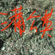 蒲公英种植基地批发