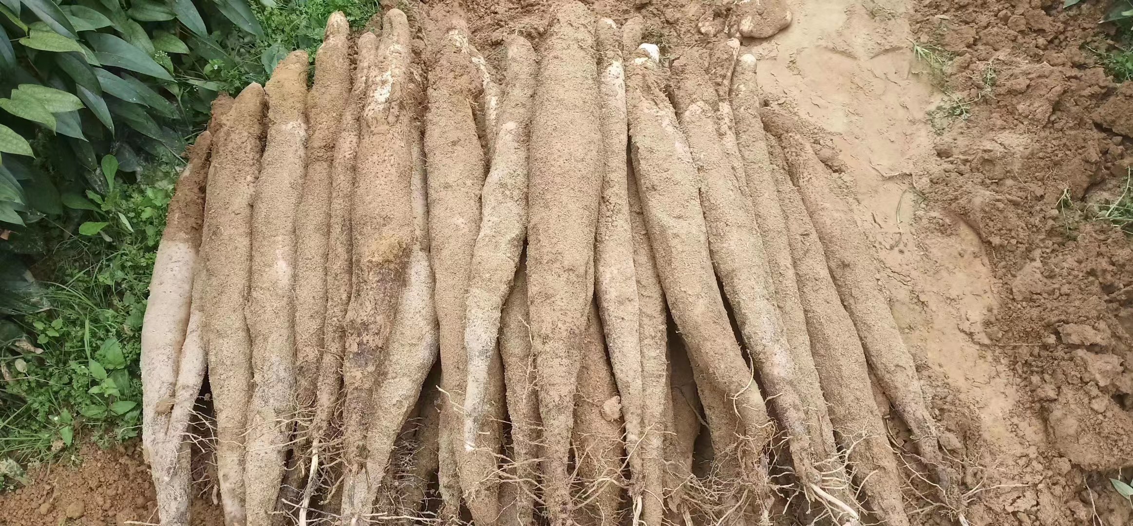 新鲜采挖的淮山药特写