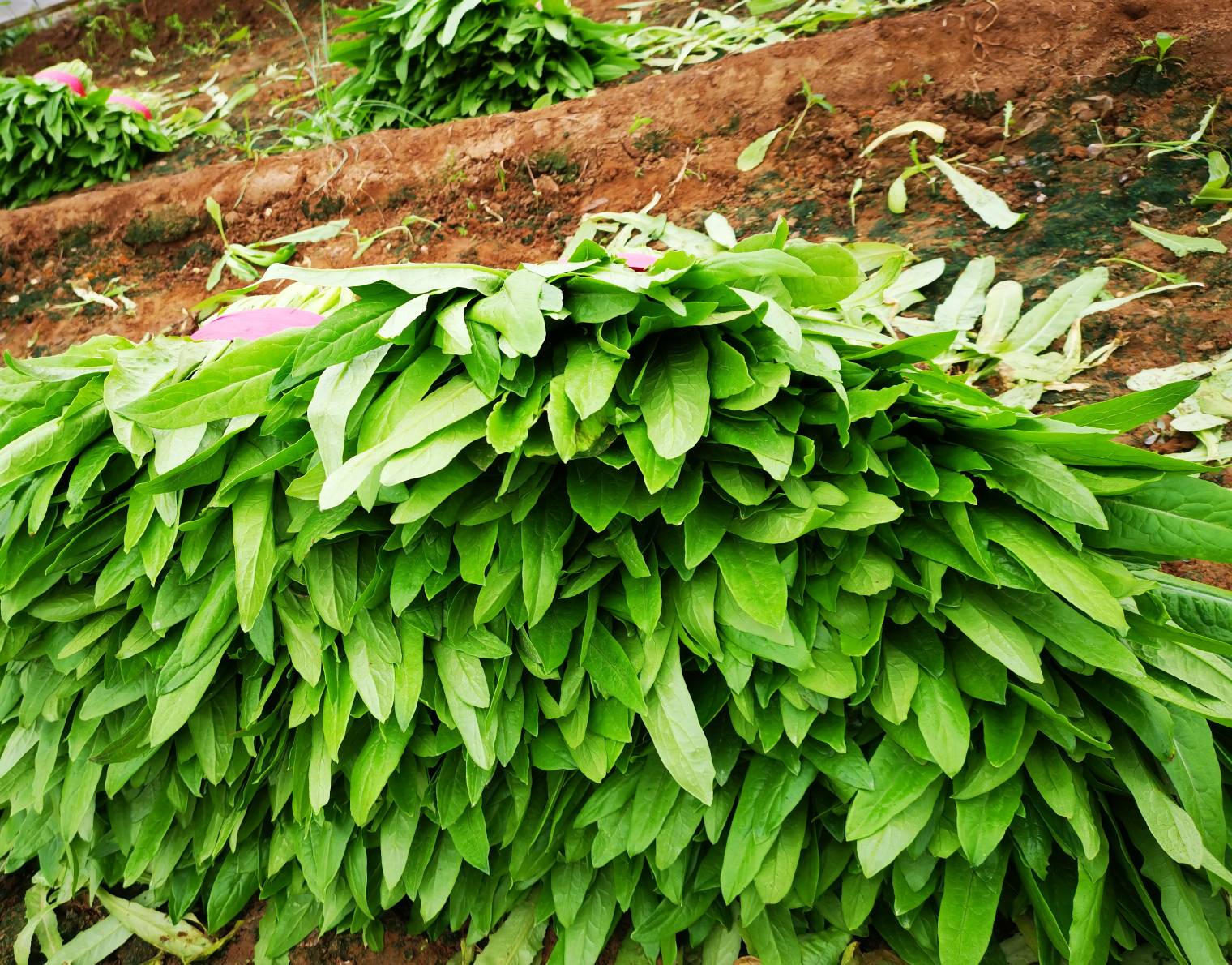油菜杆收割与处理场景