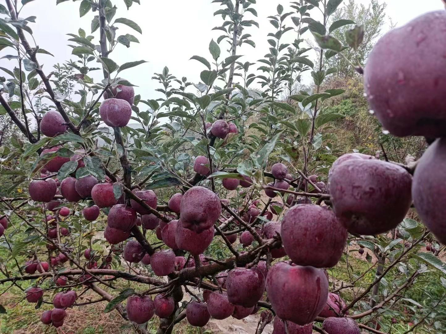 清晨时分,果农正在梯田果园中手工采摘成熟的花牛山苹果,阳光斜照在通红的果面上,露珠未干,背景可见套袋痕迹与绿色叶片,突出新鲜采摘的高品质形象 花牛山苹果采摘现场特写