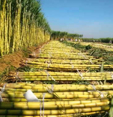 [黄皮甘蔗批发]金黄甘蔗 货源充足量大从优 产地直销 价格美丽 一件