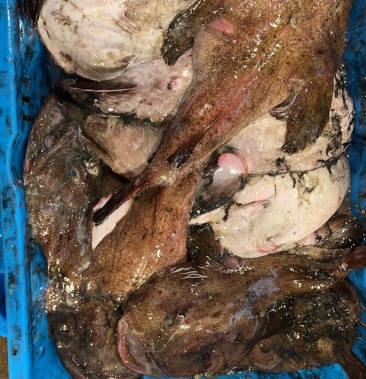 [安康鱼批发]新鲜安康鱼价格4.50元/斤 - 一亩田