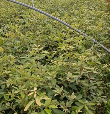 [批发]赤皮青冈树苗,红椆树苗,赤皮青冈杯苗,红椆袋苗价格3.