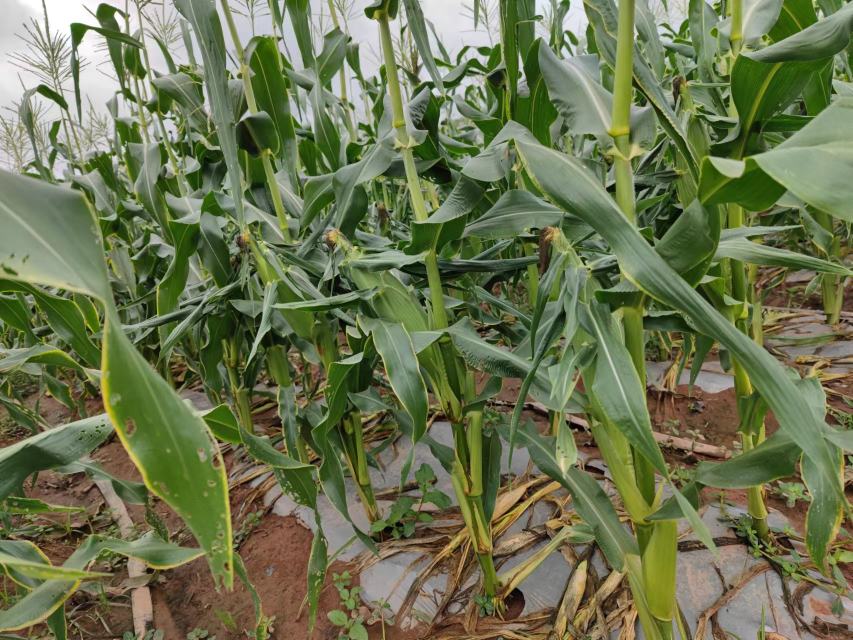 对比图：左侧为新鲜水果玉米（金黄饱满、水分充盈），右侧为变质水果玉米（顶端发黑、颗粒塌陷、表面黏液明显）