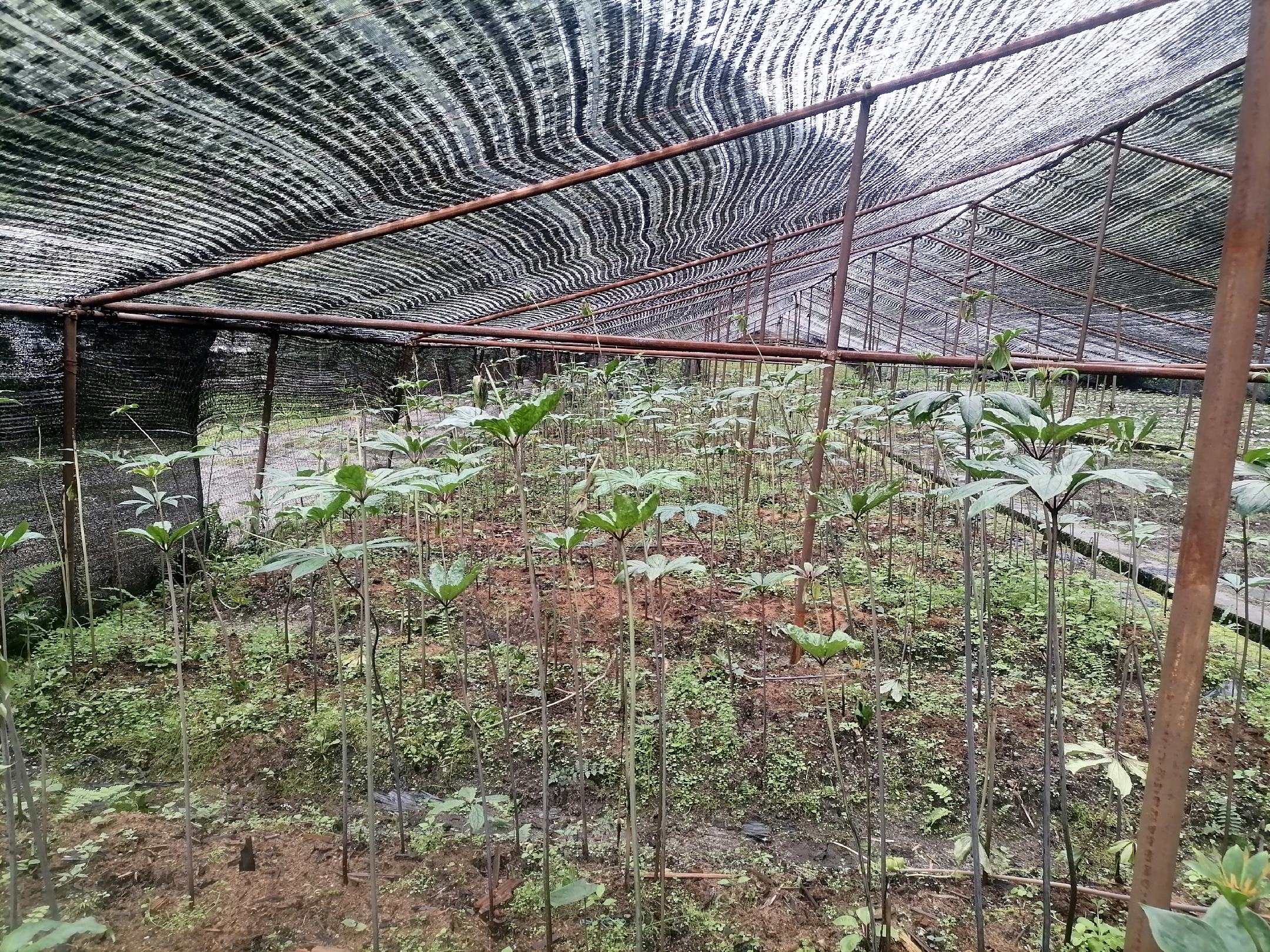 山谷雏菊在云南大理种植基地的生长情况