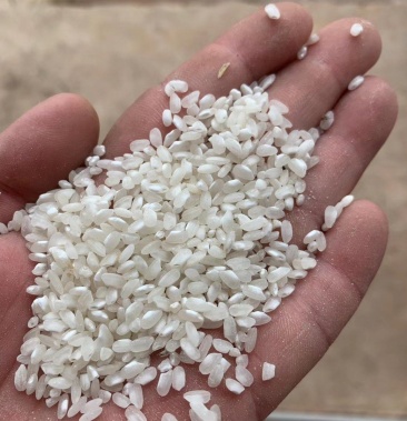 [甬优2640批发]余干圆颗粒稻谷价格2600.00元/吨 - 一亩田