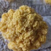 鲜金耳菌