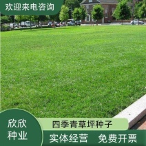 绿化矮生草坪种子草坪草籽护坡草种籽四季庭院耐寒四季青草籽
