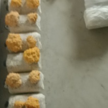 金耳菌，货源充足，量大从优，保质保量。