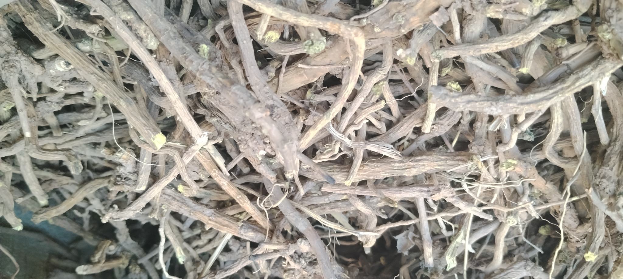 黄芪与黄芩药材对比图