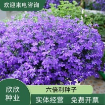 六倍利花种子盆栽垂吊半边莲翠蝶花阳台种子籽孑四季开花植物