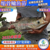 【2023新苗】缩骨大头鱼苗缩骨鱼苗缩骨鳙鱼苗