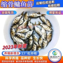 【2023新苗】一级缩骨大头鱼苗缩骨鱼苗缩骨鳙鱼苗
