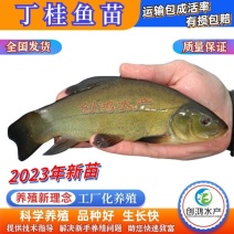 【2023新苗】丁桂鱼鱼苗欧洲丁鱥鱼苗丁桂鱼水花供应