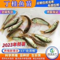 【2023新苗】欧洲丁鱥鱼苗丁桂鱼苗丁桂鱼水花