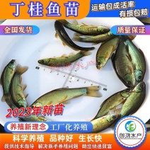 2023新苗优质丁桂鱼鱼苗欧洲丁鱥鱼苗食用观赏鱼