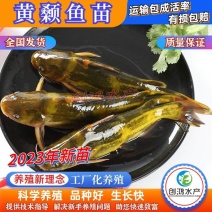 【2023新苗】全雄黄骨鱼鱼苗杂交黄骨鱼苗单性黄颡鱼苗