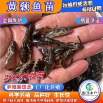 【2023新苗】全雄黄骨鱼鱼苗杂交黄骨鱼苗单性黄颡鱼苗