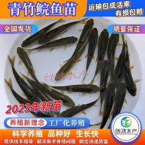 【2023新苗】特价批发青竹鲩鱼苗光倒刺鲃军鱼苗