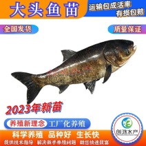 【2023新苗】鳙鱼苗大头鱼苗花鲢鱼苗四大家鱼出售