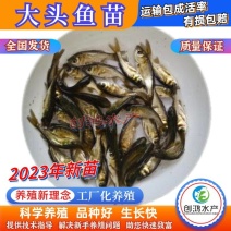 【2023新苗】鳙鱼苗大头鱼苗花鲢鱼苗花鲢水花出售