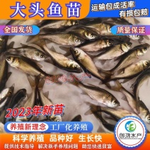 【2023新苗】鳙鱼苗大头鱼苗花鲢鱼苗花鲢水花出售
