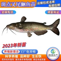 2023新苗叉尾鮰鱼苗斑点叉尾鮰鱼苗钳鱼苗淡水鱼苗