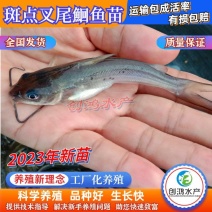 【2023新苗】叉尾鮰鱼苗美国斑点叉尾鮰鱼苗叉尾钳鱼苗
