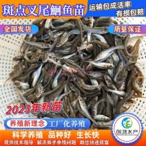 【2023新苗】广东叉尾鮰鱼苗美国斑点叉尾鮰鱼苗
