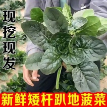 大棚菠菜规格齐全质量上乘破损包赔新鲜售后无忧