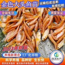 【2023新苗】金鳙鱼苗黄金花鲢鱼苗金丝大头鱼苗