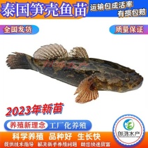 【2023新苗】泰国笋壳鱼苗云斑尖塘鳢淡水养殖