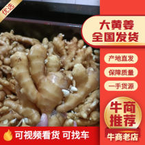[大黄姜]大黄姜大量有货销售价格便宜，全国发货，坏烂包赔
