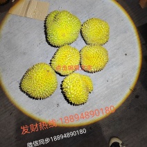 每天都有大量榴莲批发